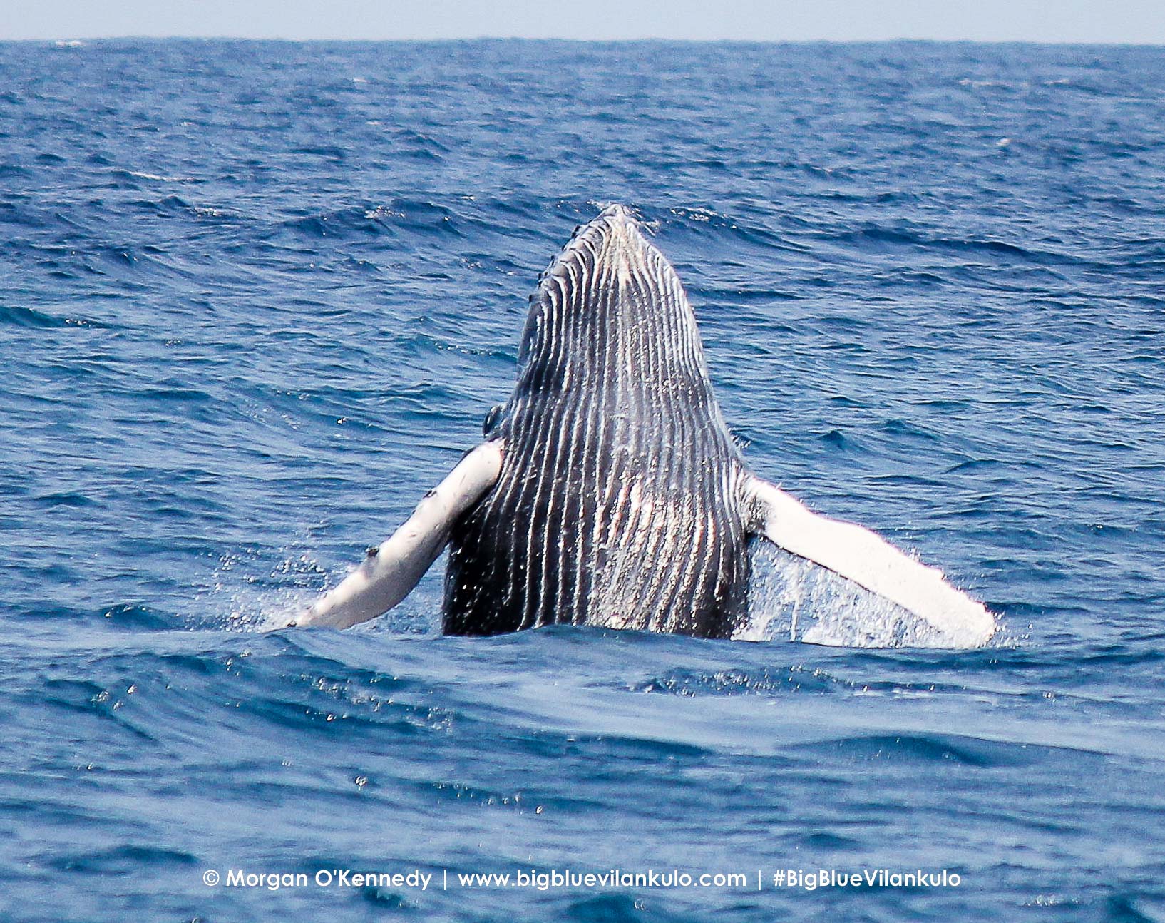 whale watching mozambique vilankulo vilanculos