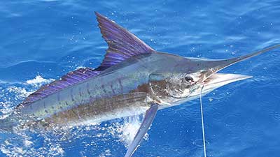 Picture of Striped Marlin