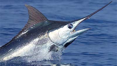 Picture of Blue Marlin