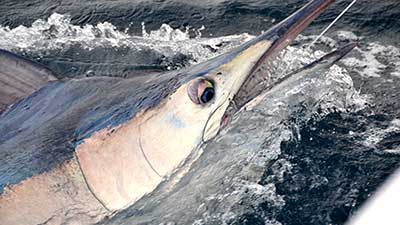 Picture of Black Marlin